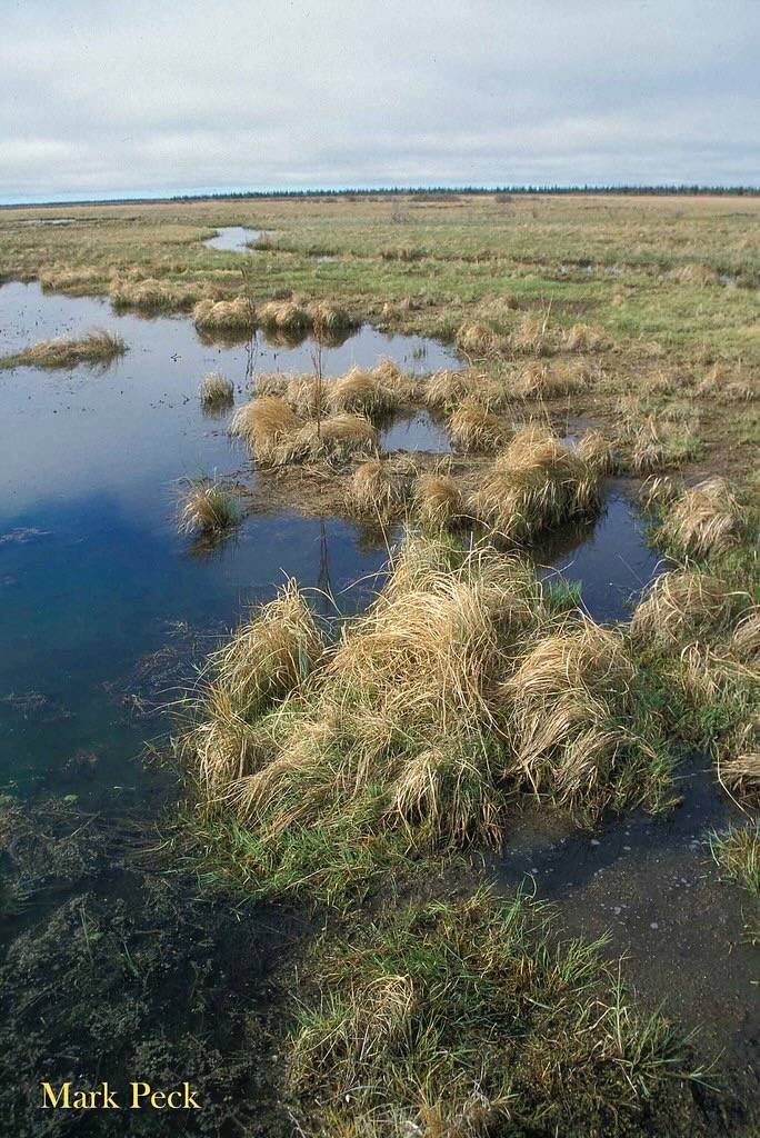 Lesser Scaup by Mark Peck Bird Photography is licensed under CC BY-NC-SA 2.0.